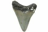 Juvenile Megalodon Tooth - North Carolina #308595-1